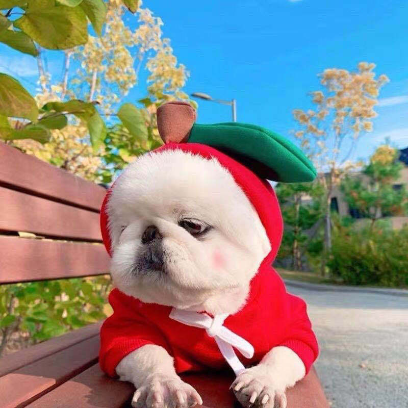 Warmth & Style Fleece Hoodies - Small Dog Winter Wear | EcoUrbanPaws