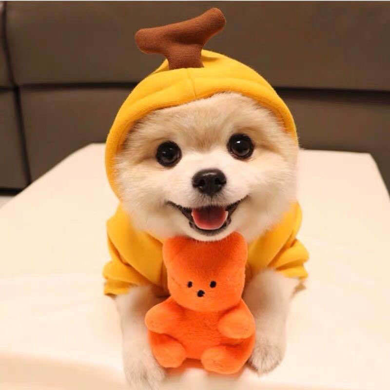 Warmth & Style Fleece Hoodies - Small Dog Winter Wear | EcoUrbanPaws